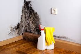 Best Forensic Mold Investigation  in Bellevue, WA